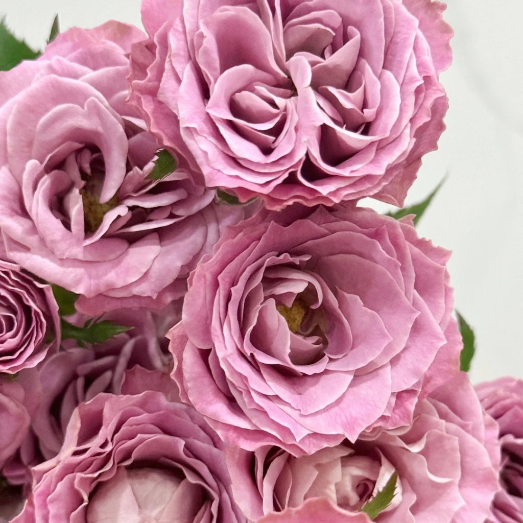 Qiuzi Rose