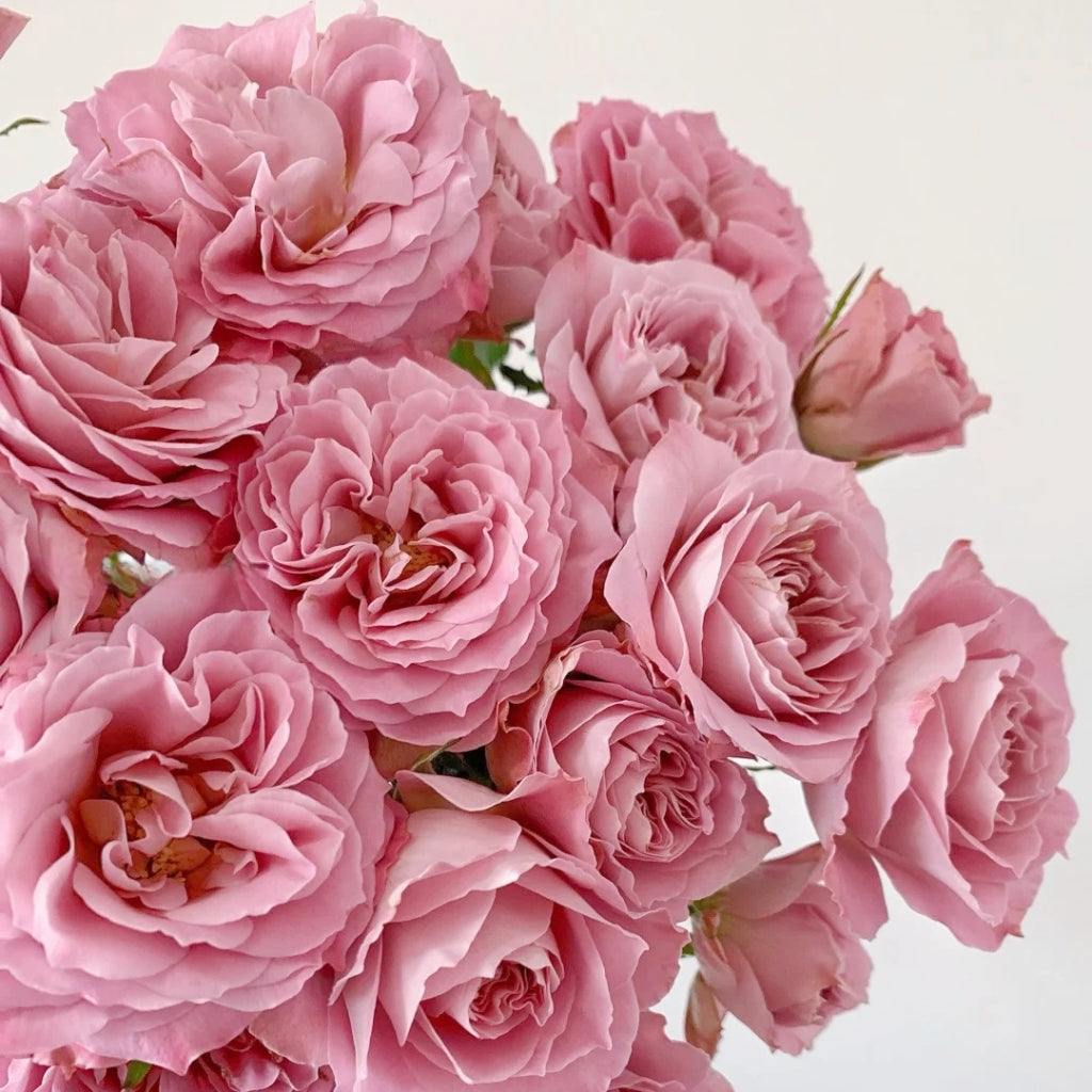 Qiuzi Rose