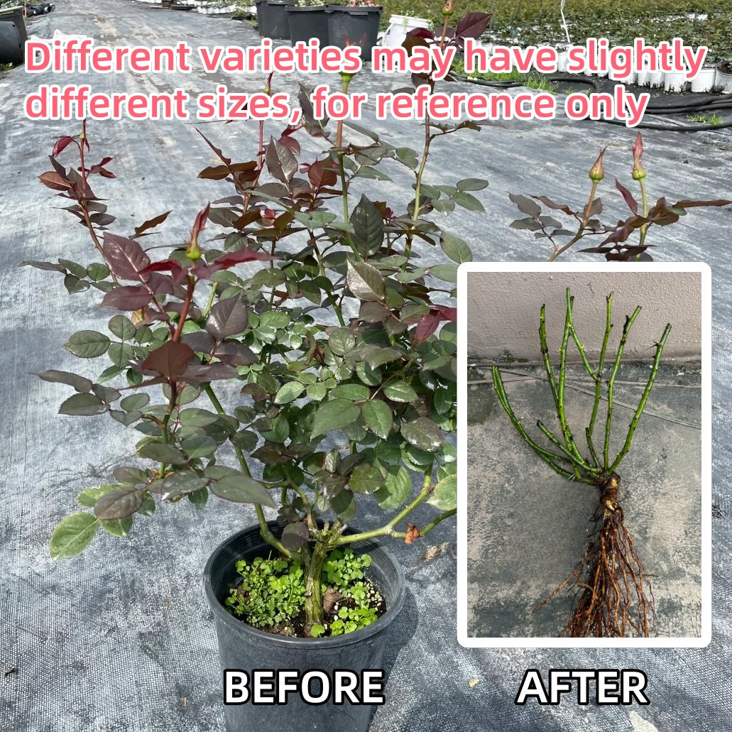 English shrub rose Queen of Sweden with myrrh fragrance and upright stems