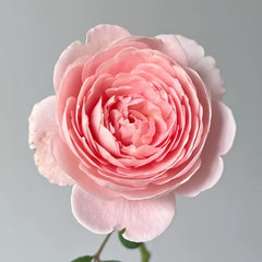 Queen of Sweden Rose with soft apricot-pink petals and elegant cup-shaped blooms