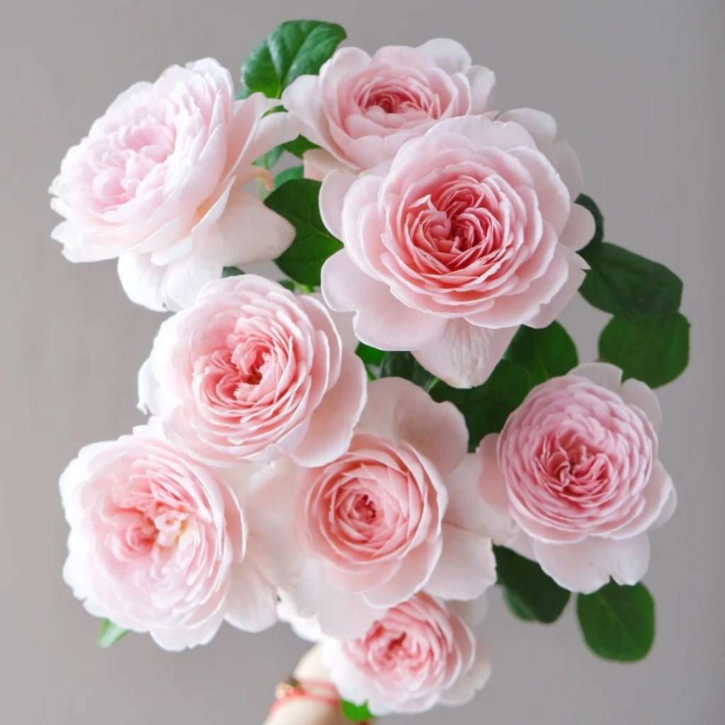Queen of Sweden Rose with soft apricot-pink petals and elegant cup-shaped blooms
