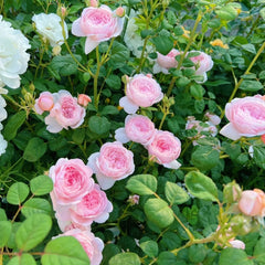 Queen of Sweden Rose with soft apricot-pink petals and elegant cup-shaped blooms