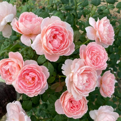 Queen of Sweden Rose with soft apricot-pink petals and elegant cup-shaped blooms