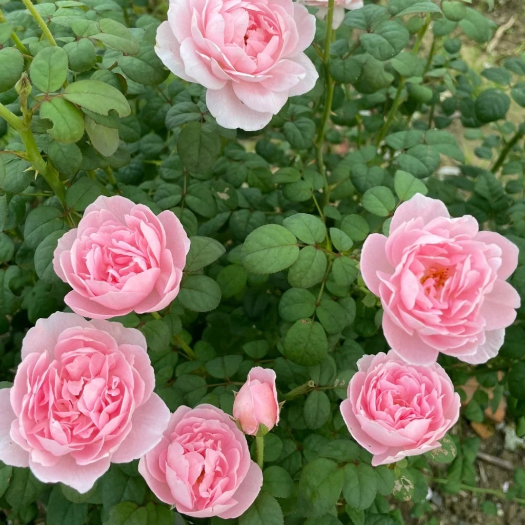Queen of Sweden Rose with soft apricot-pink petals and elegant cup-shaped blooms