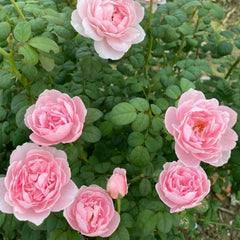 Queen of Sweden Rose with soft apricot-pink petals and elegant cup-shaped blooms