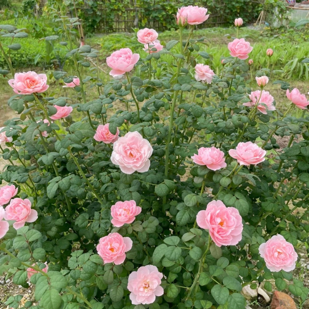 English shrub rose Queen of Sweden with myrrh fragrance and upright stems
