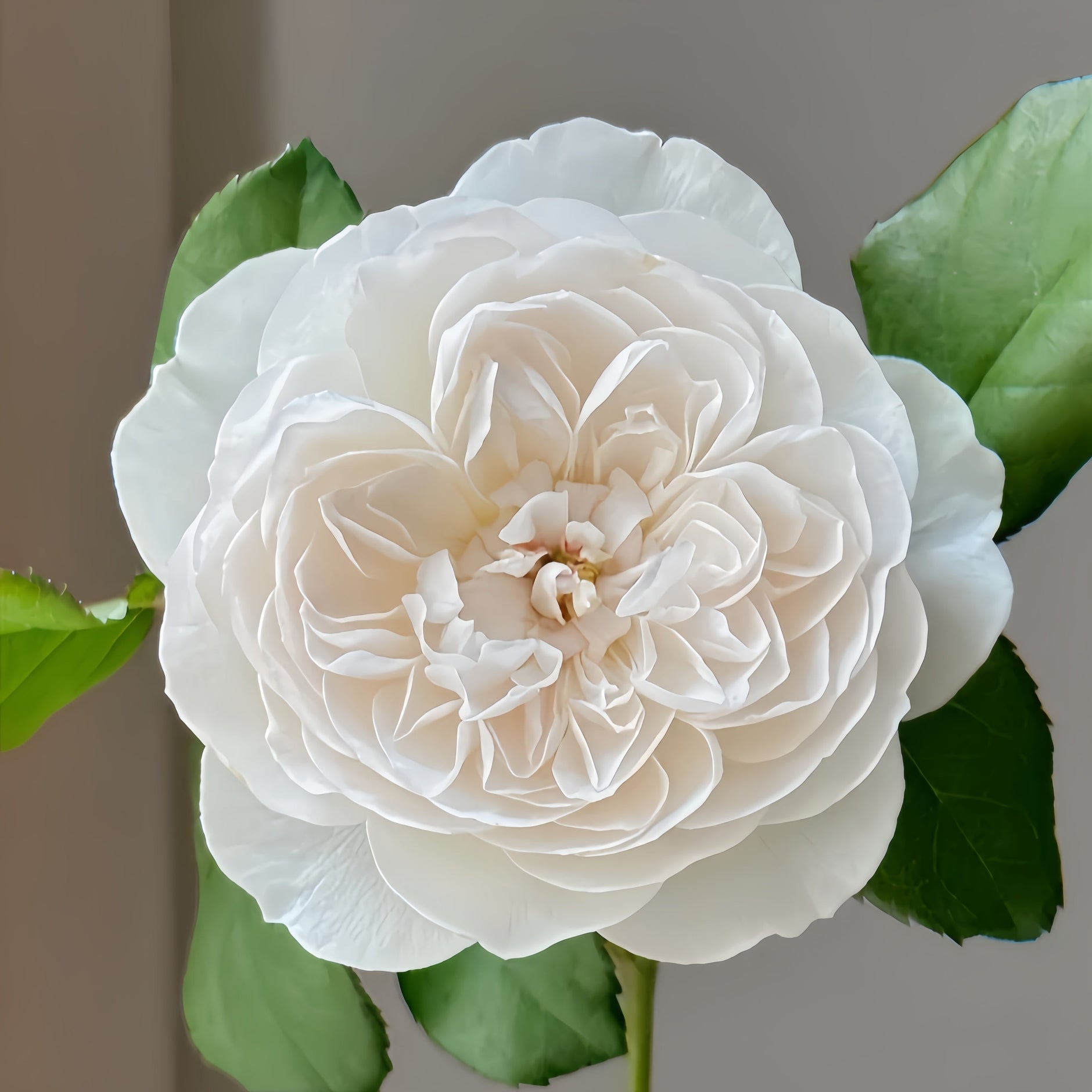 Roses From Japan – Rosesplant