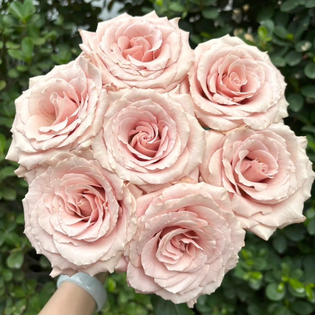 quicksand rose seeds Quicksand Roses – The Timeless Beige-Pink Rose for Modern Elegance