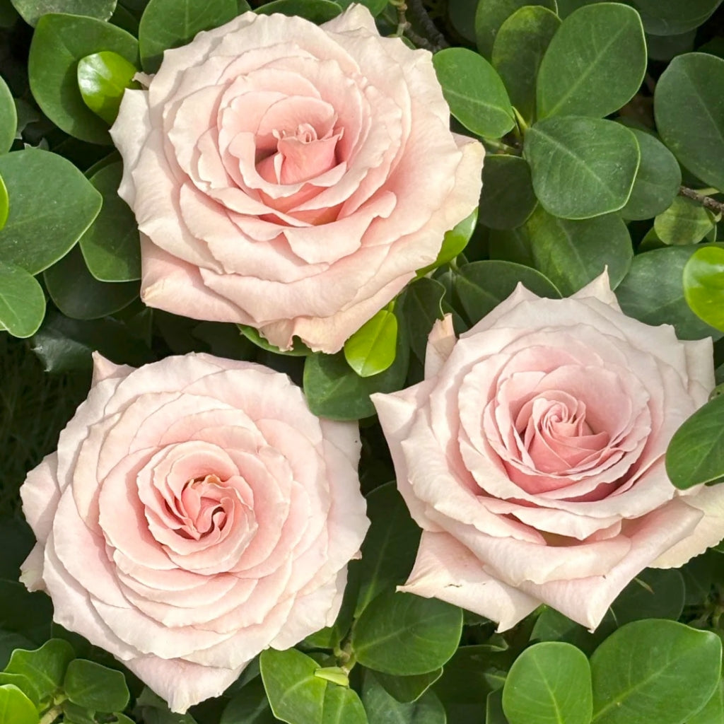 Quicksand Roses Color Quicksand Roses – Elegant Beige-Pink Champagne Blooms – Rosesplant