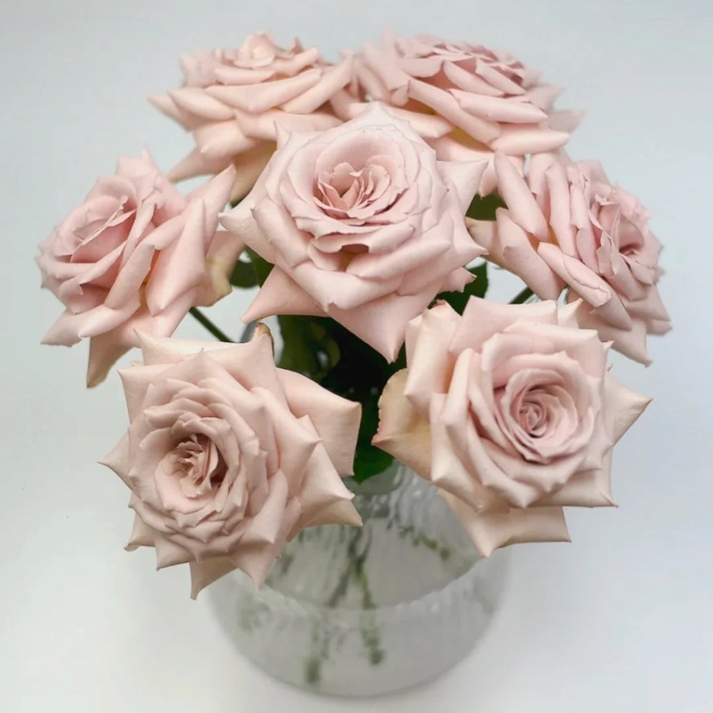 quicksand rose seeds Quicksand Roses – The Timeless Beige-Pink Rose for Modern Elegance