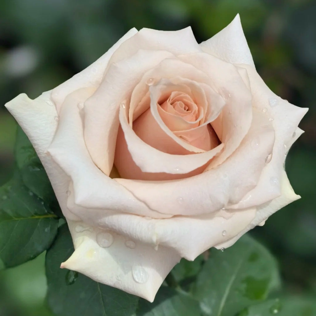 Champagne Color Roses Quicksand Roses – Elegant Beige-Pink Champagne Blooms – Rosesplant