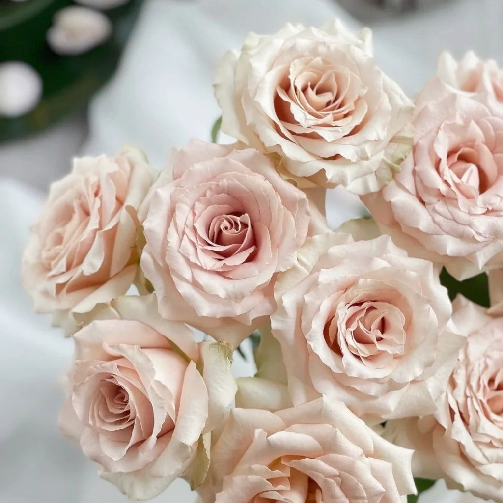 Quicksand Roses Color Quicksand Roses – Elegant Beige-Pink Champagne Blooms – Rosesplant