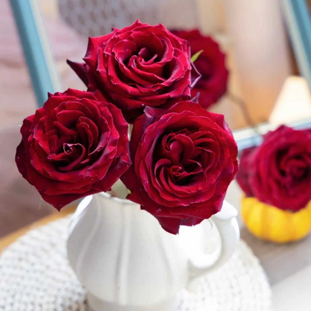 black pearl rose seeds RP Black Pearl Rose
