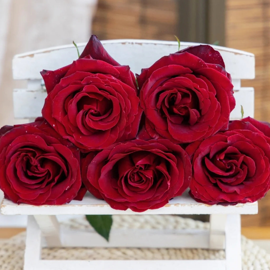 black pearl rose seeds RP Black Pearl Rose