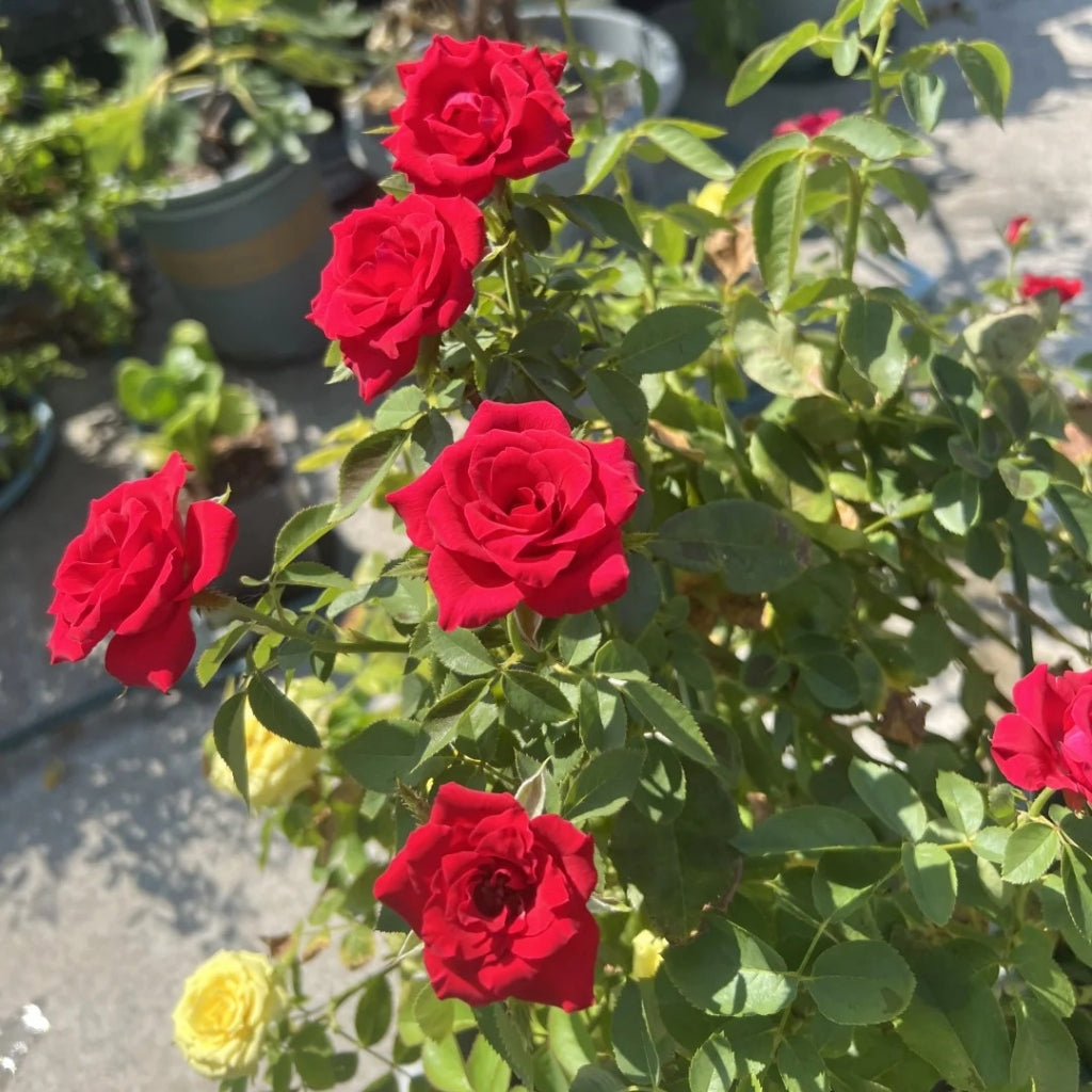 RP Black Pearl Rose