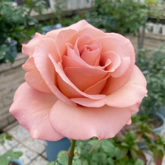 RP Moab Rose