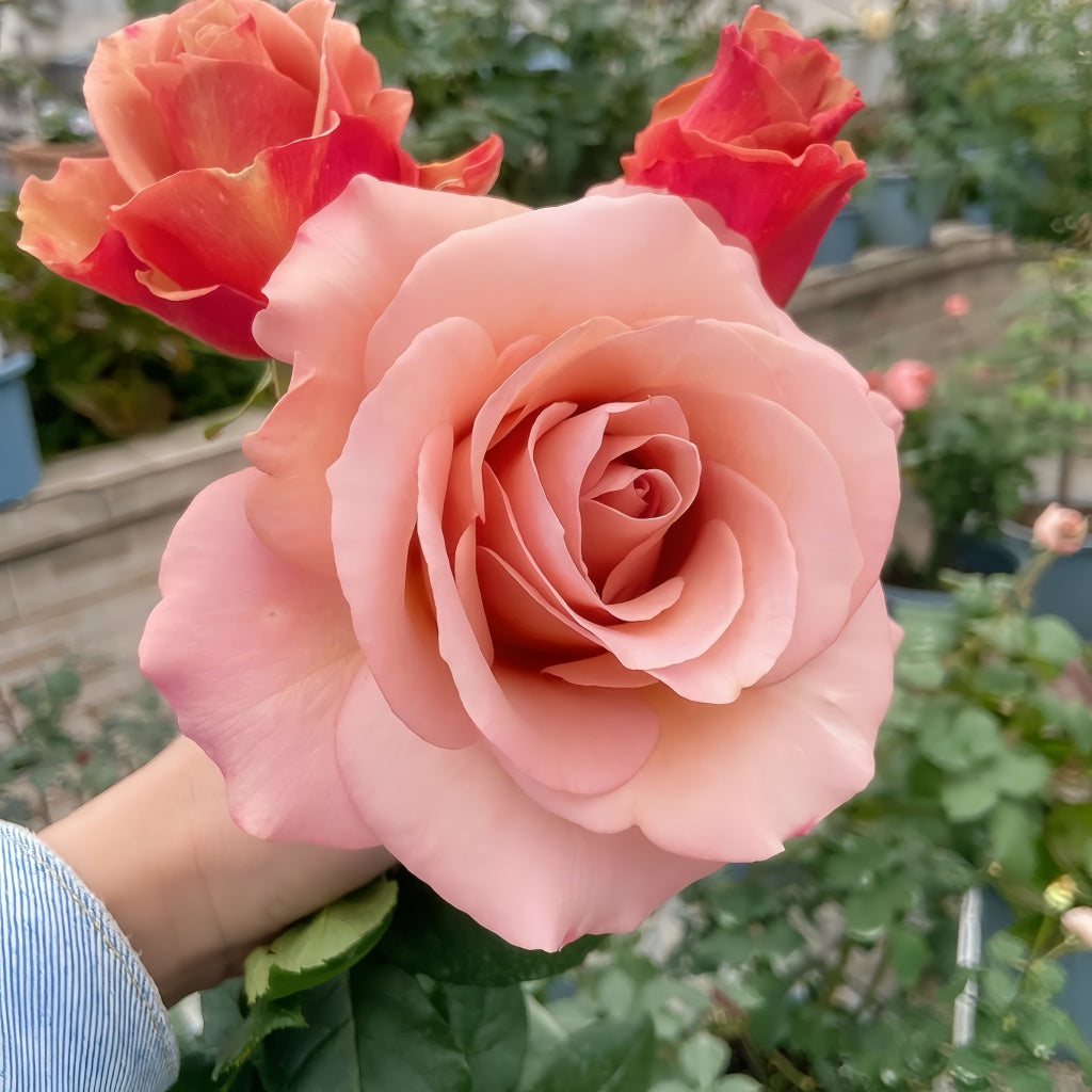 RP Moab Rose – Rosesplant