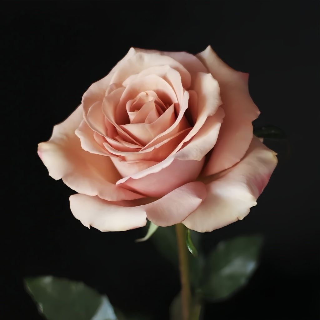RP Moab Rose