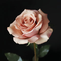 RP Moab Rose