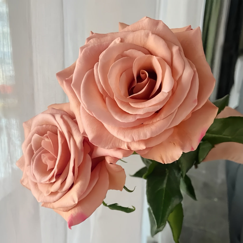 RP Moab Rose