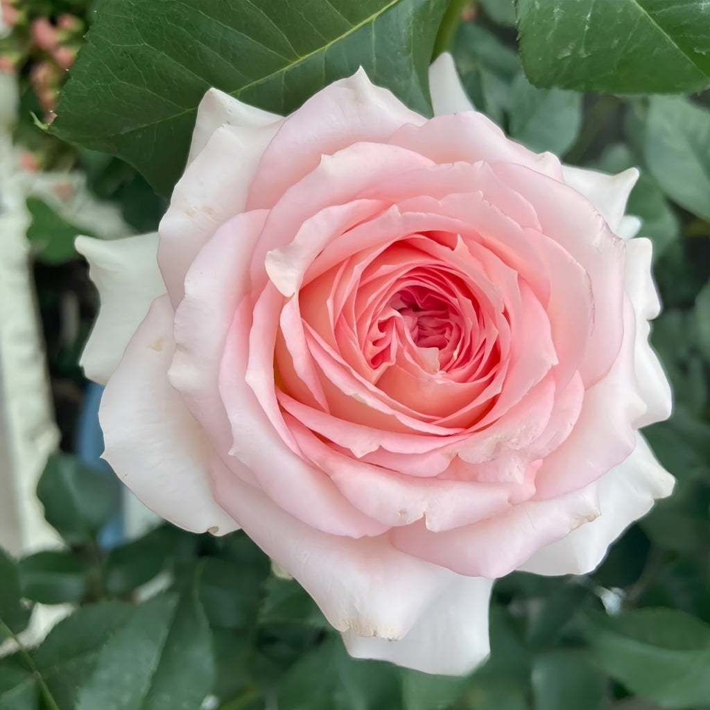 Ragazza Rose
