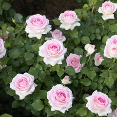 Ragazza Rose