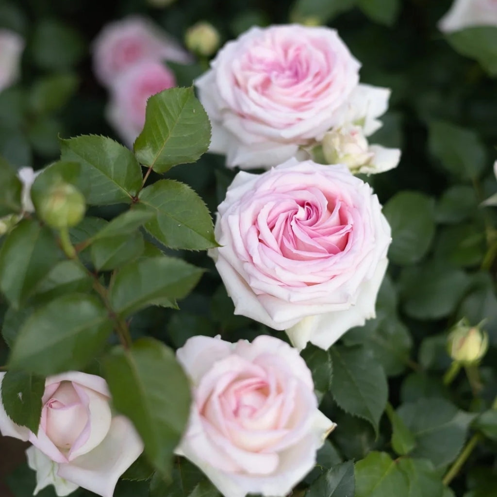 Regaza Roso Ragazza Rose – Rosesplant