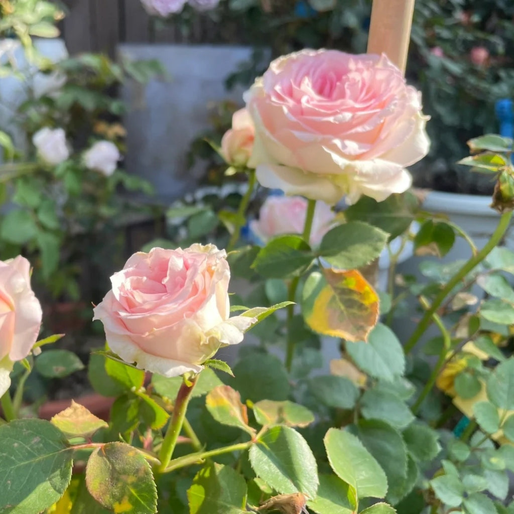 Ragazza Rose