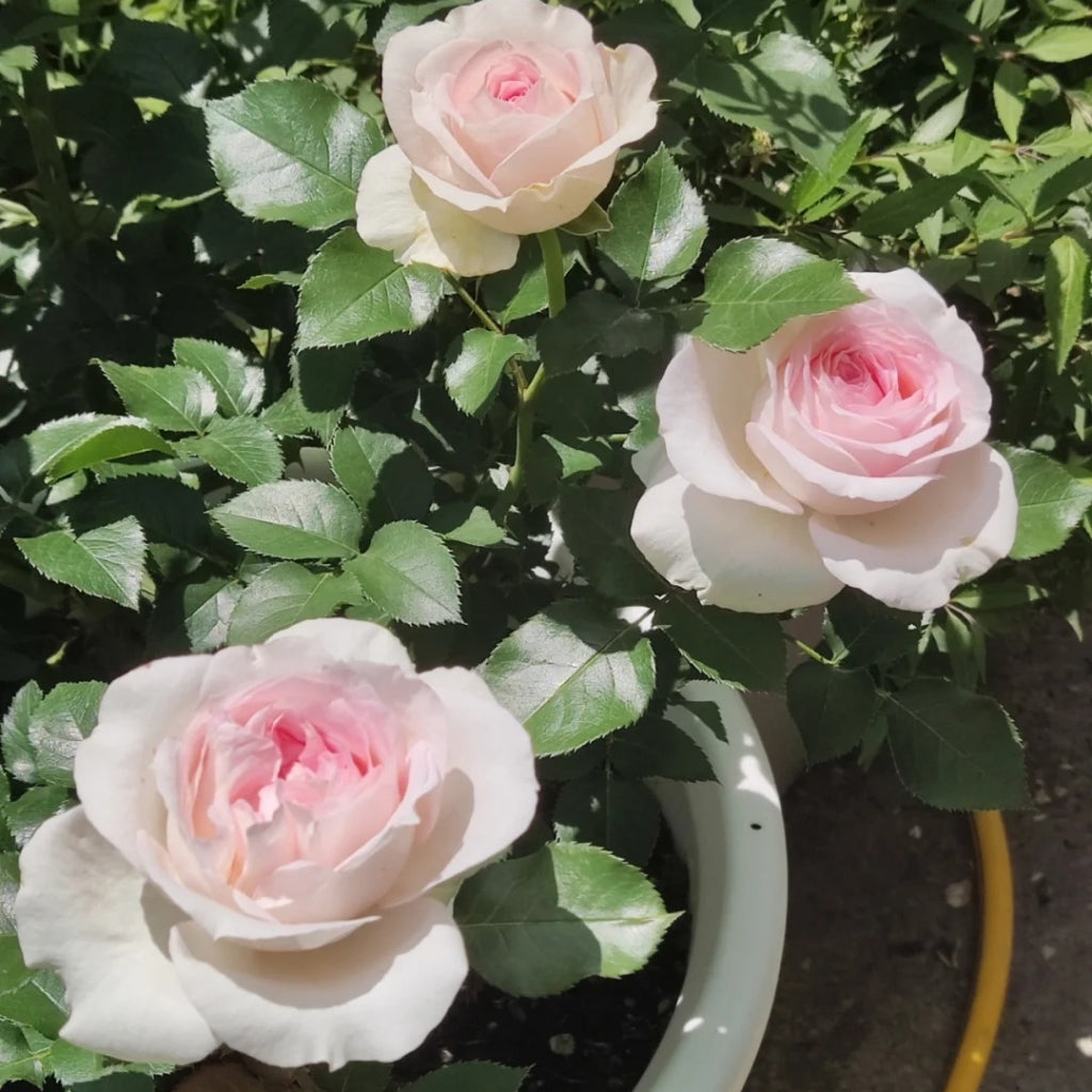 Ragazza Rose