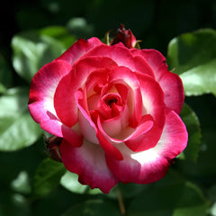 Raspberry Ice Rose