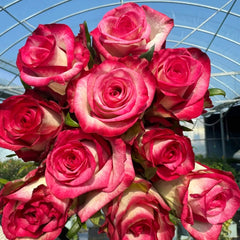 Raspberry Ice Rose