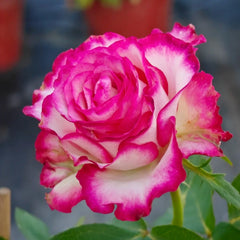 Raspberry Ice Rose