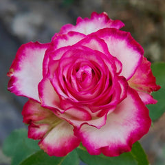 Raspberry Ice Rose