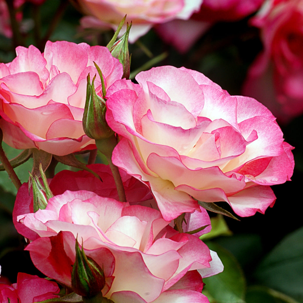 Raspberry Ice Rose
