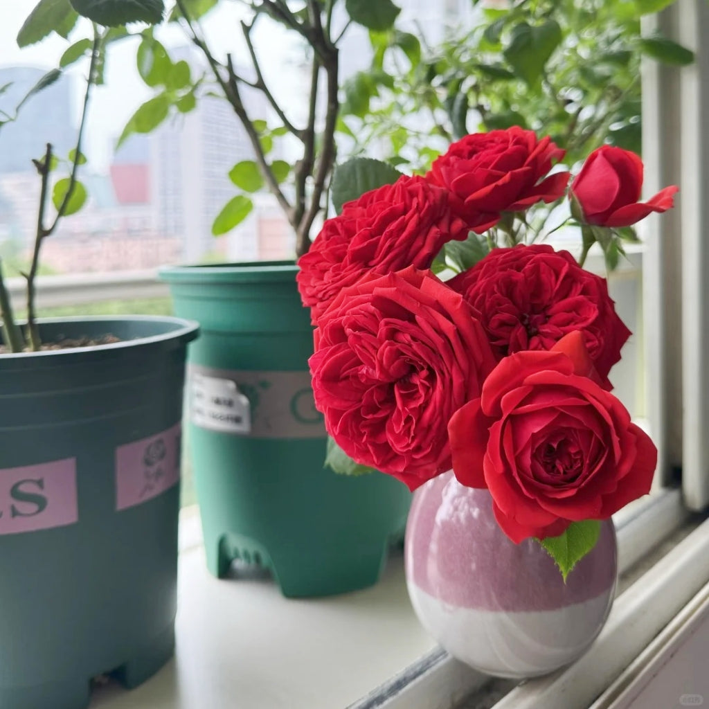 indoor red rose plant Red Apple Rose – Rosesplant