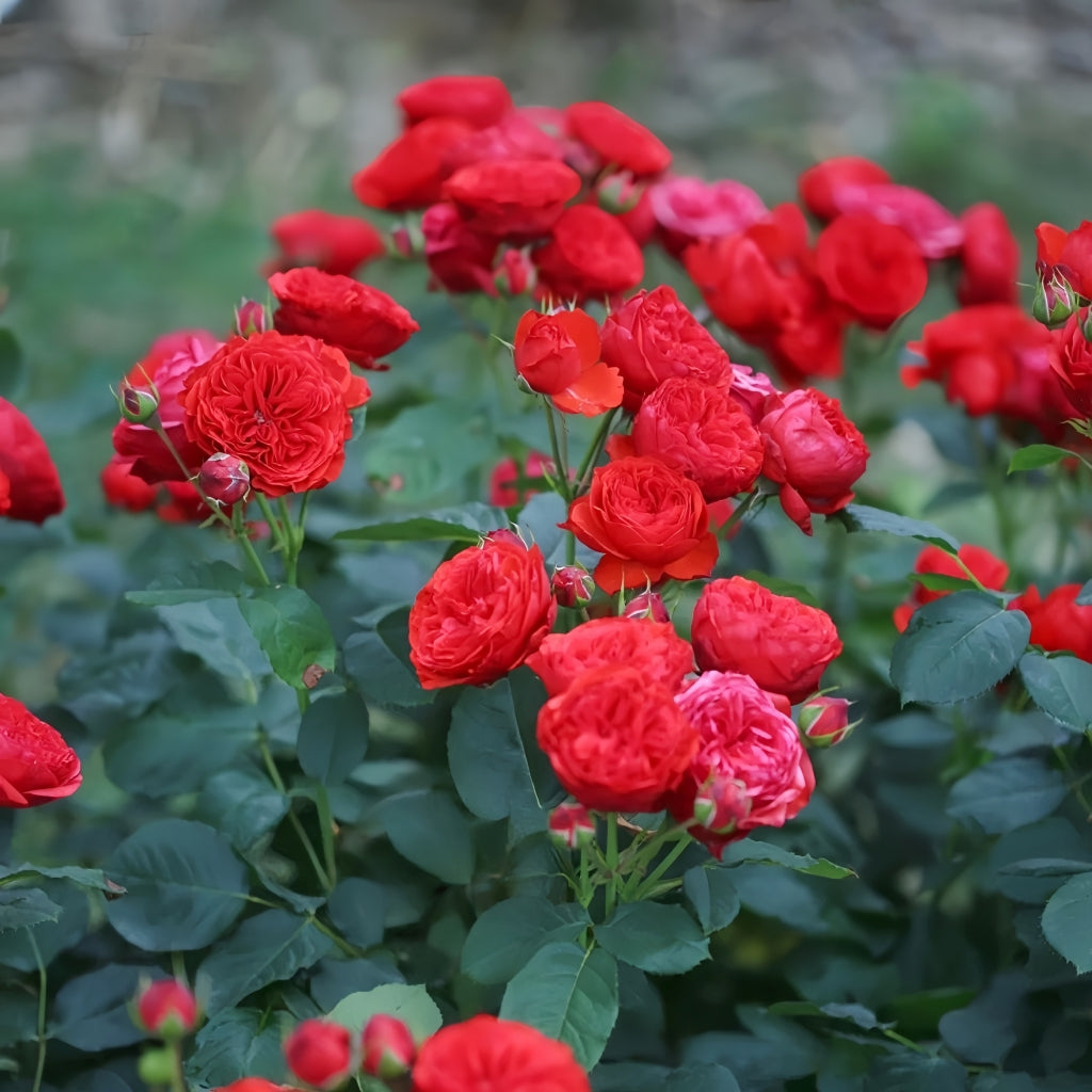 Red Apple Rose