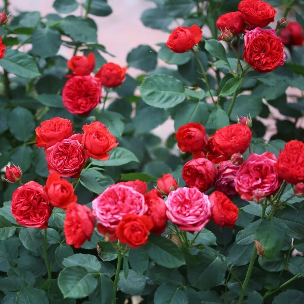 Red Apple Rose