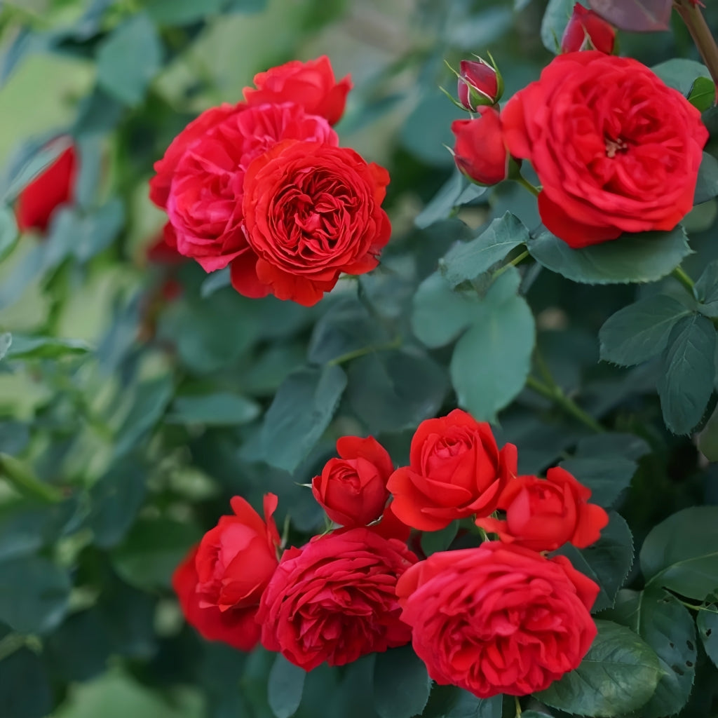 Red Apple Rose