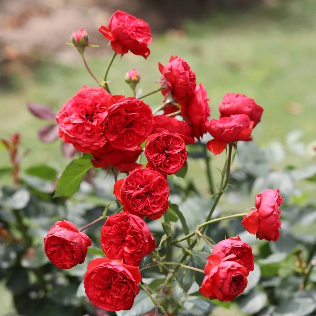 Red Apple Rose