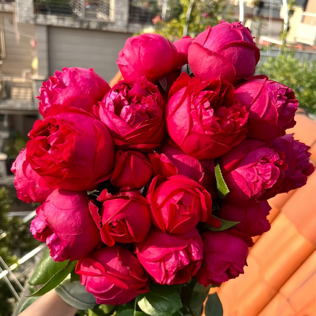 Red Eden Rose