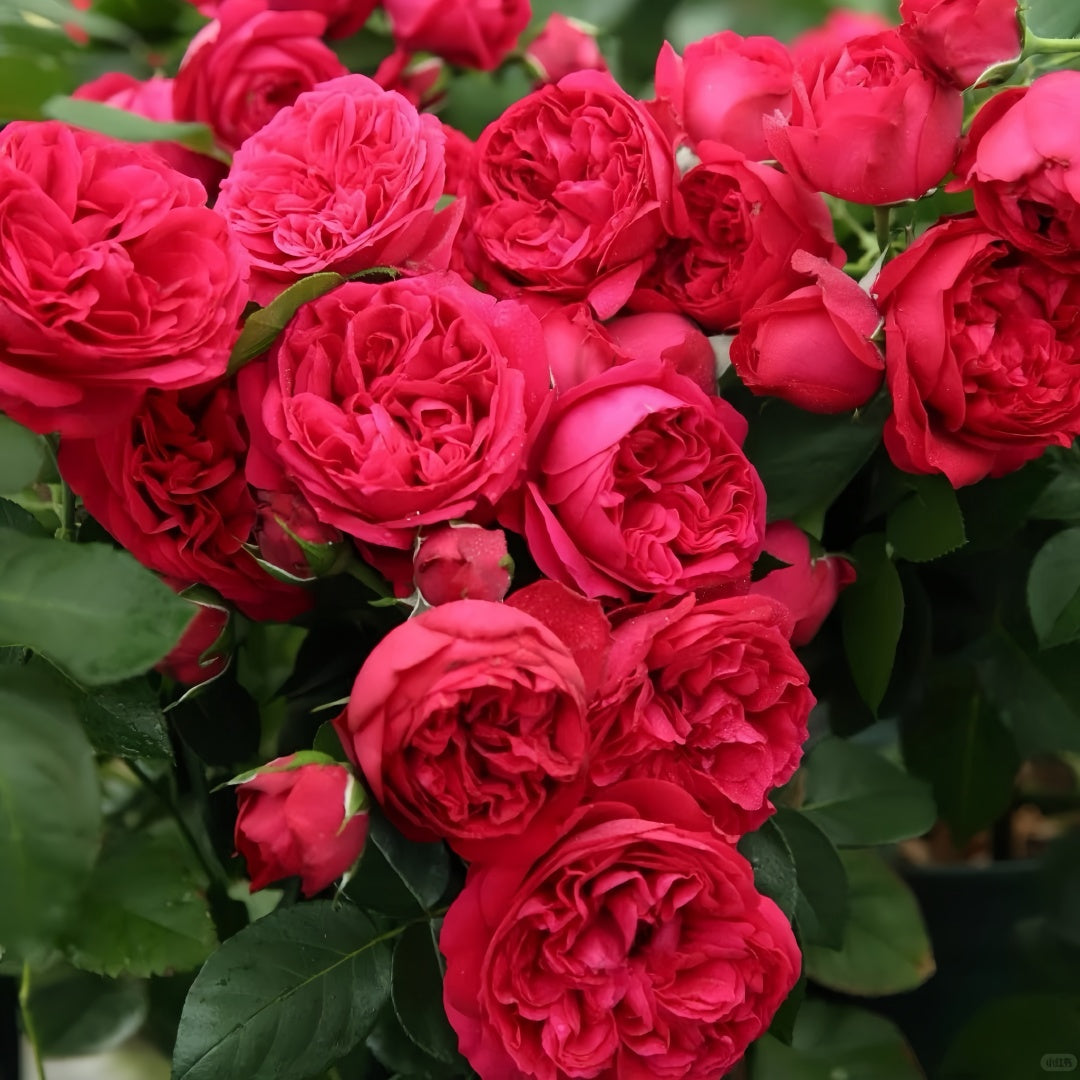 Red Eden Rose