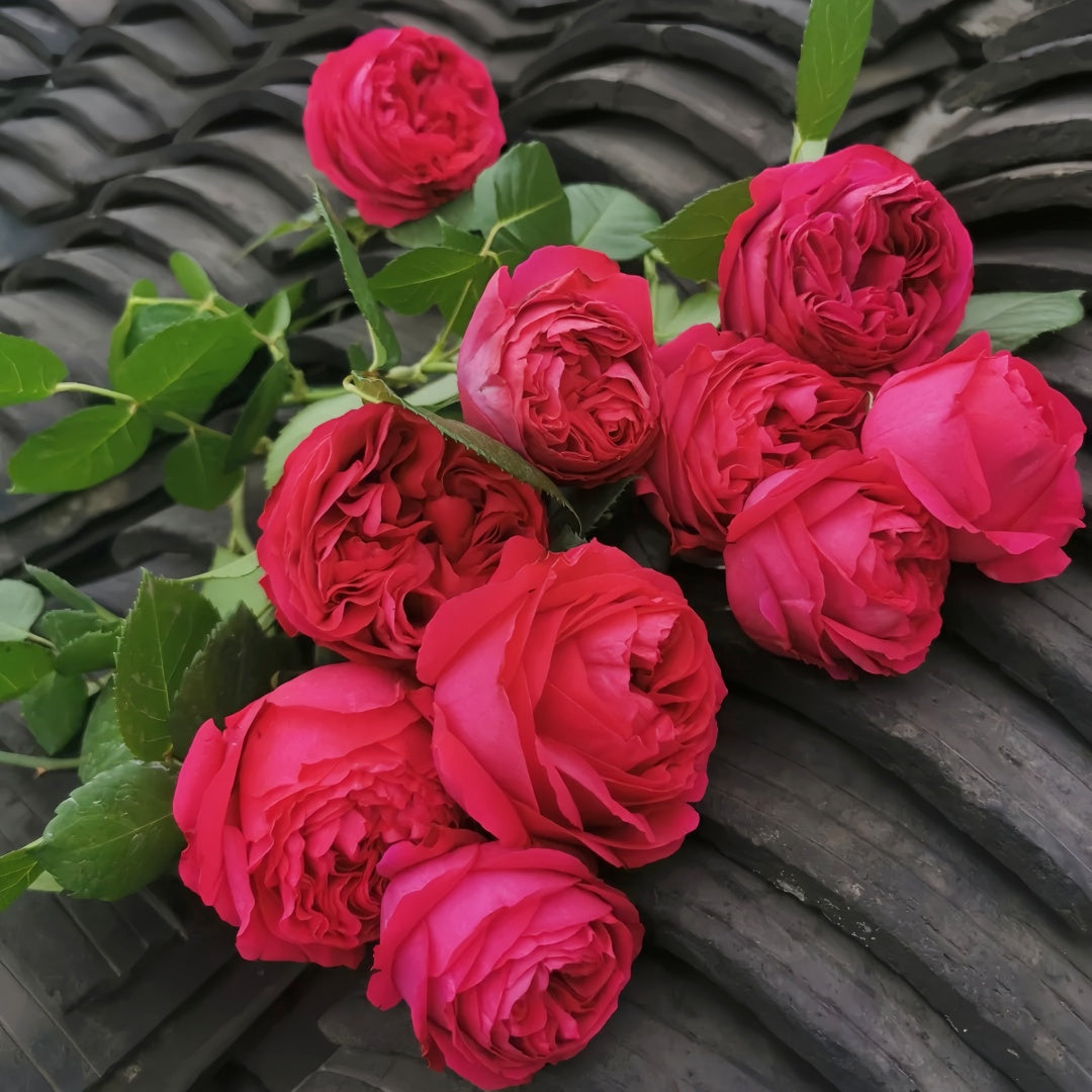 Red Eden Rose