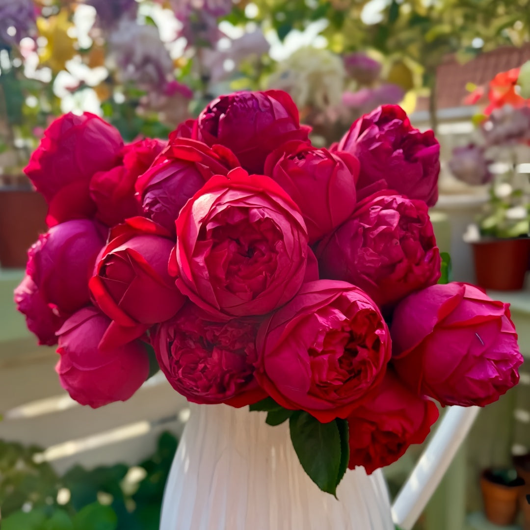 Red Eden Rose
