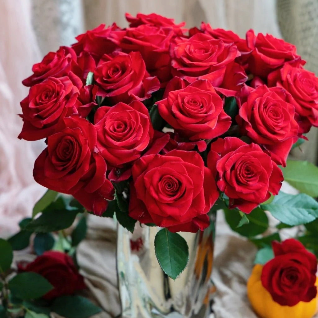 Eagle Feather Roses Red Feather Rose – Rosesplant