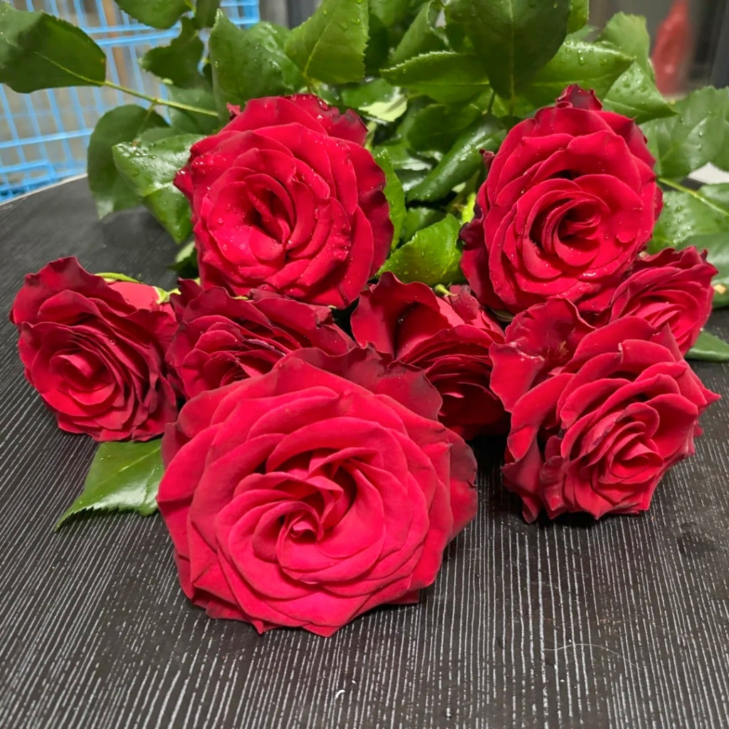Rhodos Rose – Rosesplant