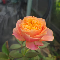 Richmond Park Rose-里蒙奇公园