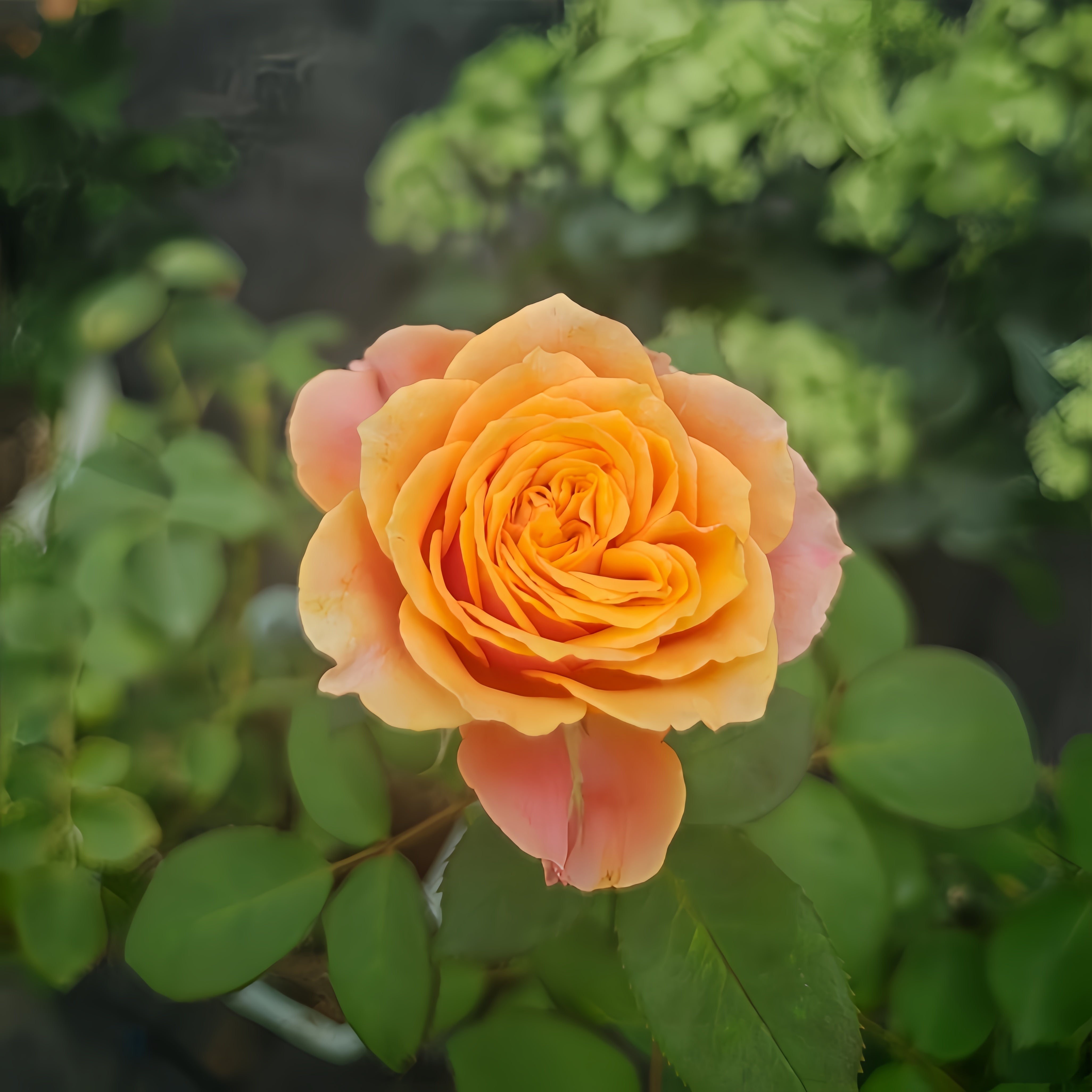 Parking Roses Richmond Park Rose – Rosesplant