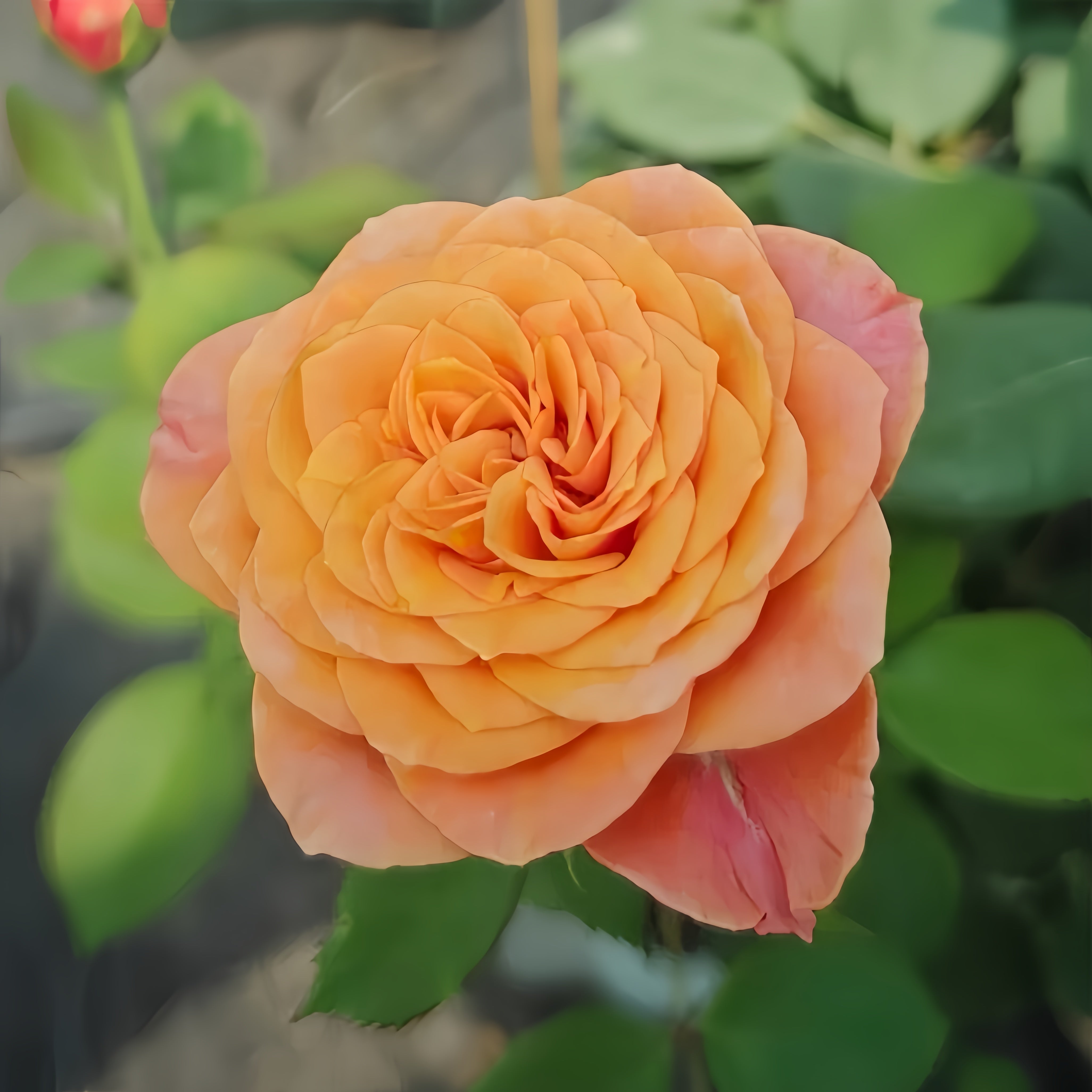 Parking Roses Richmond Park Rose – Rosesplant