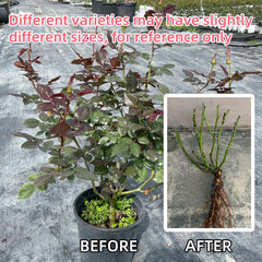 Roseberry Rose – Rosesplant