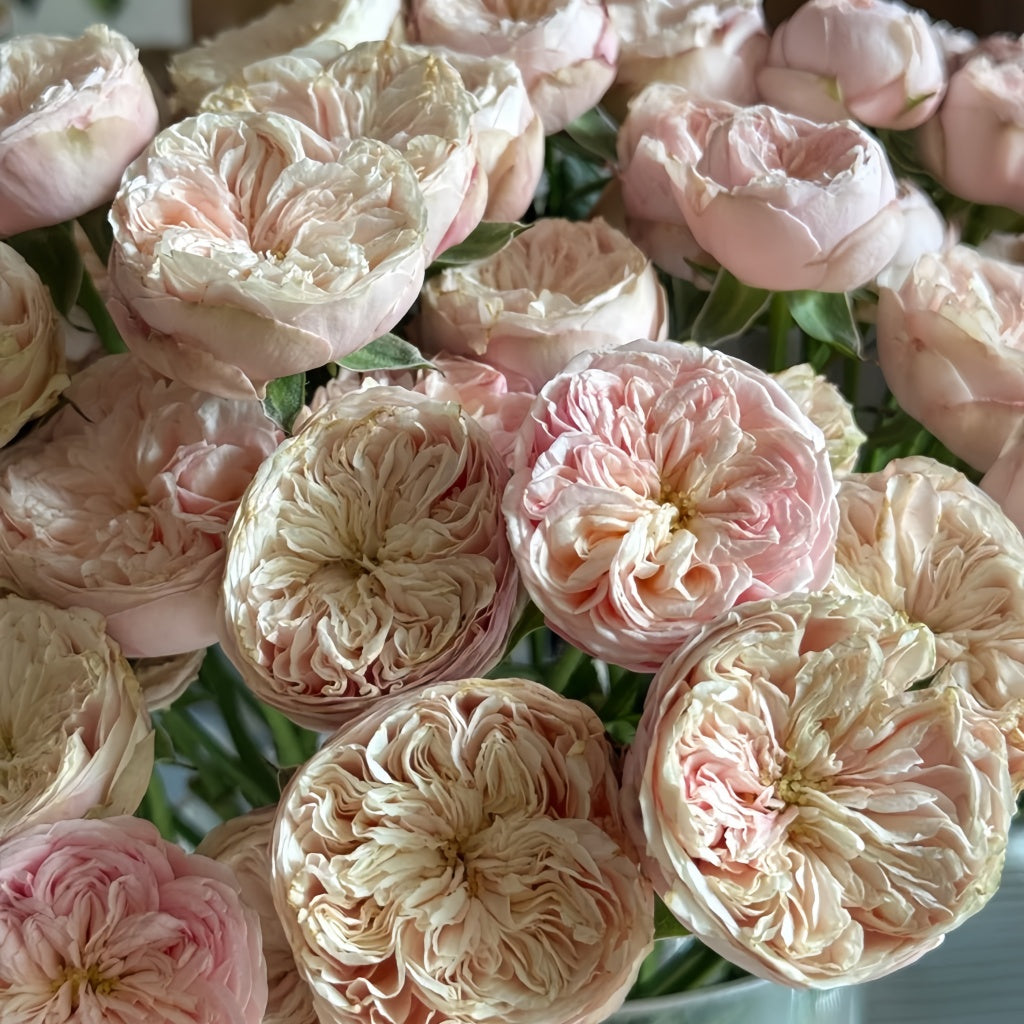 Royal Blush Rose